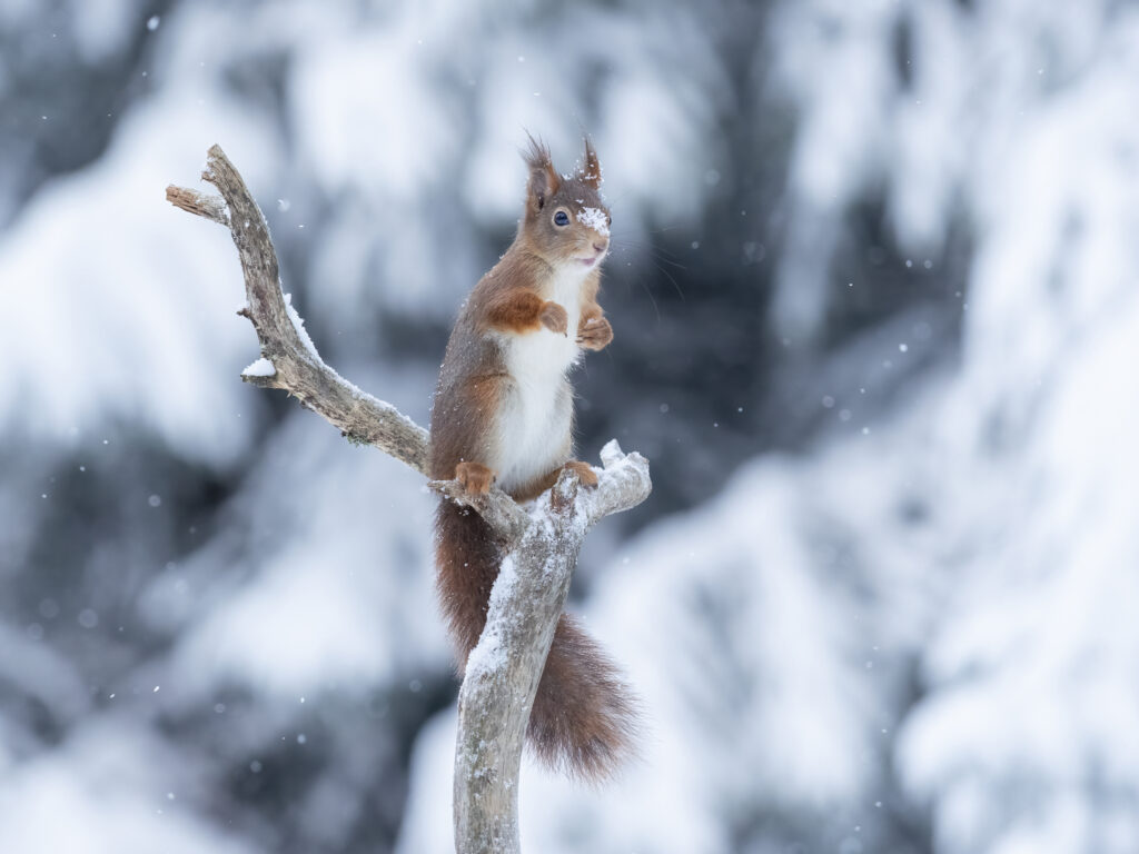 Merja Olsson - Squirrel in winter wonderland